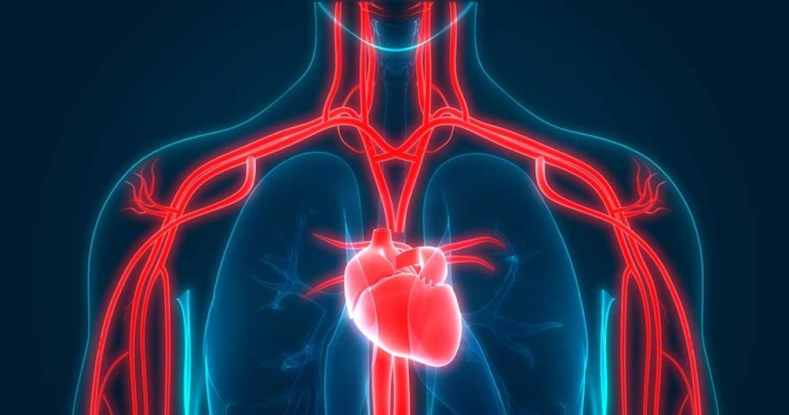 Heart and arteries x-ray